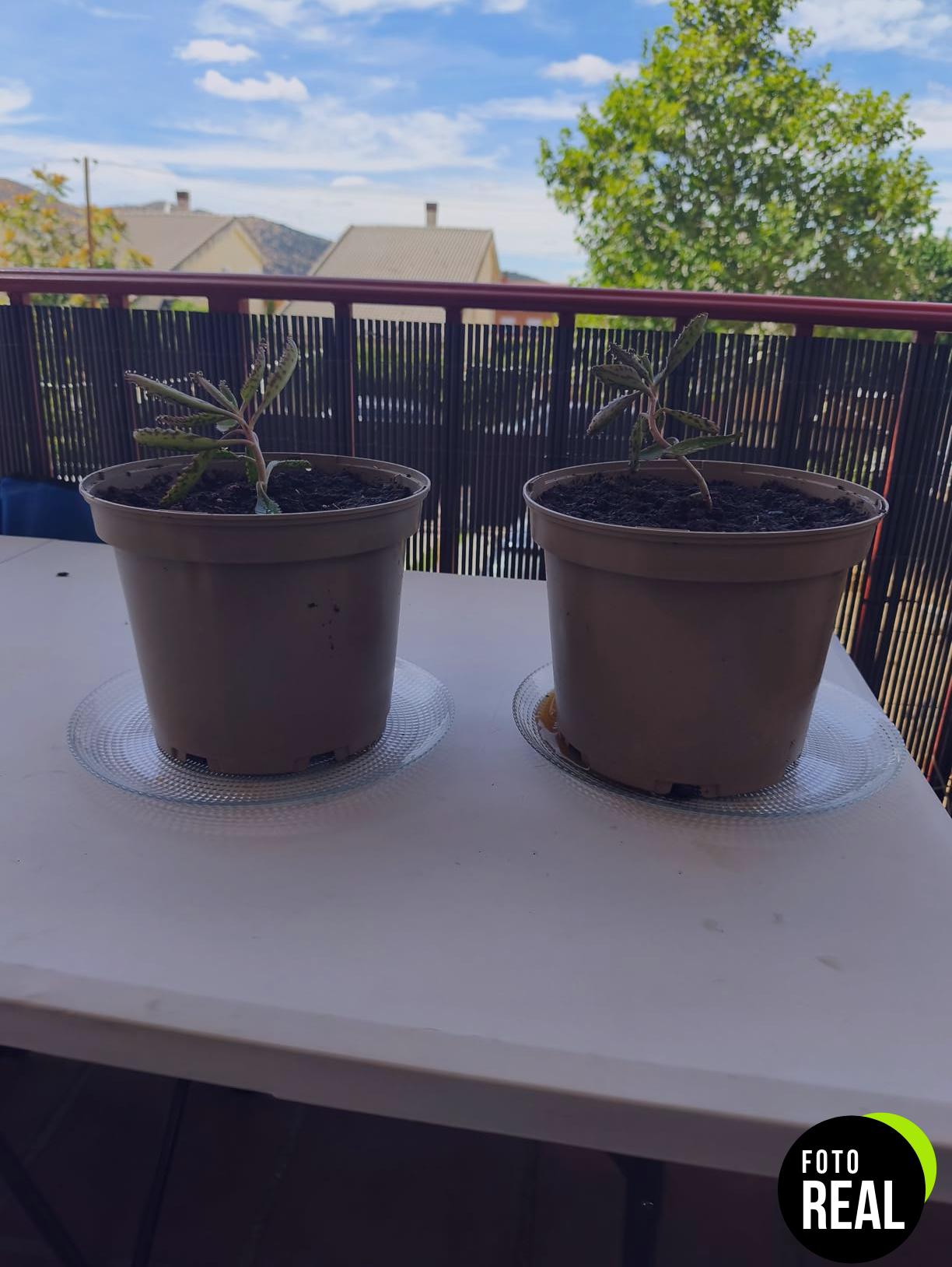 kalanchoe-daigremontiana-plantas-medicinales-l-foto-1