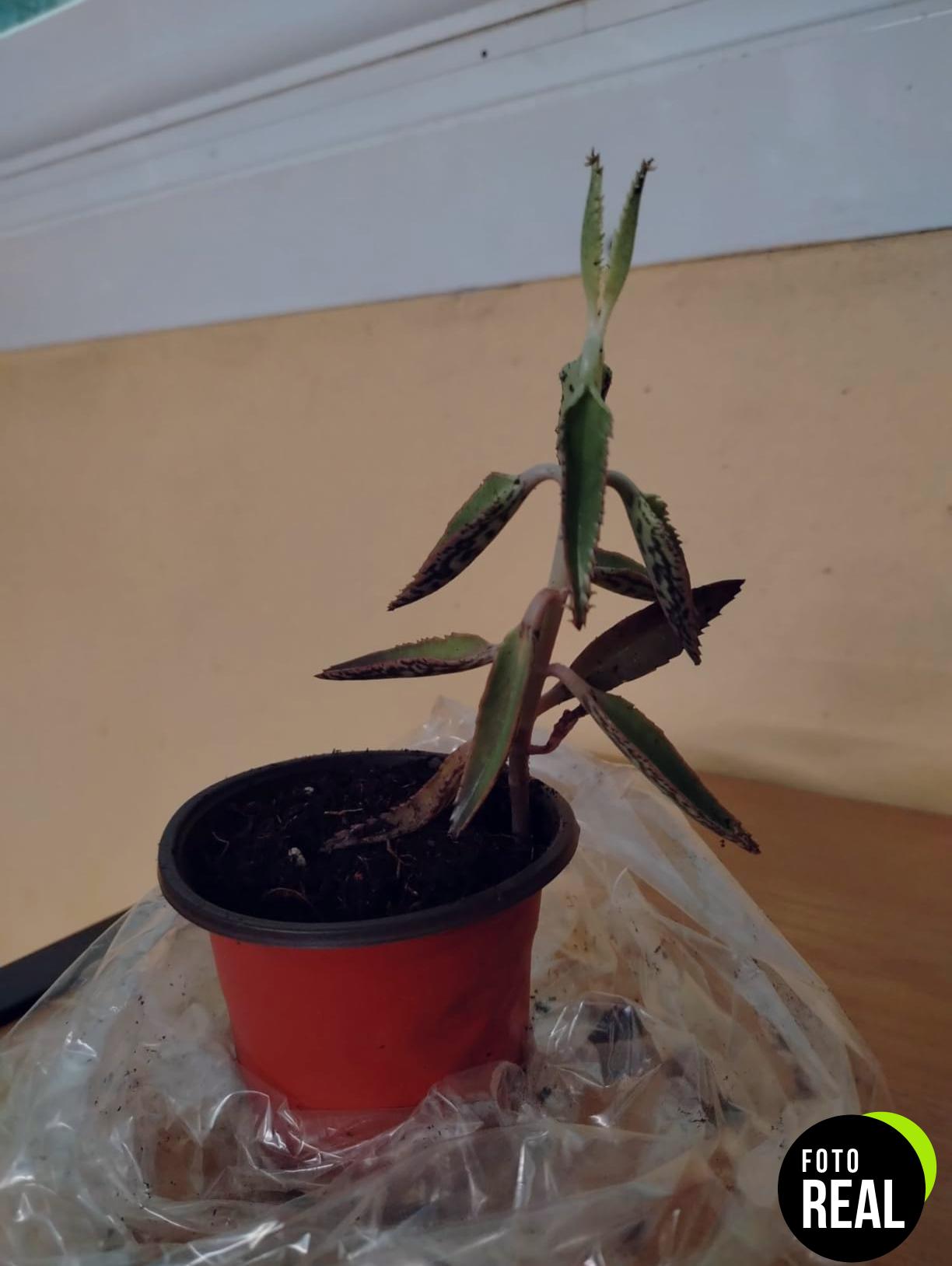 kalanchoe-daigremontiana-plantas-medicinales-l-foto-2