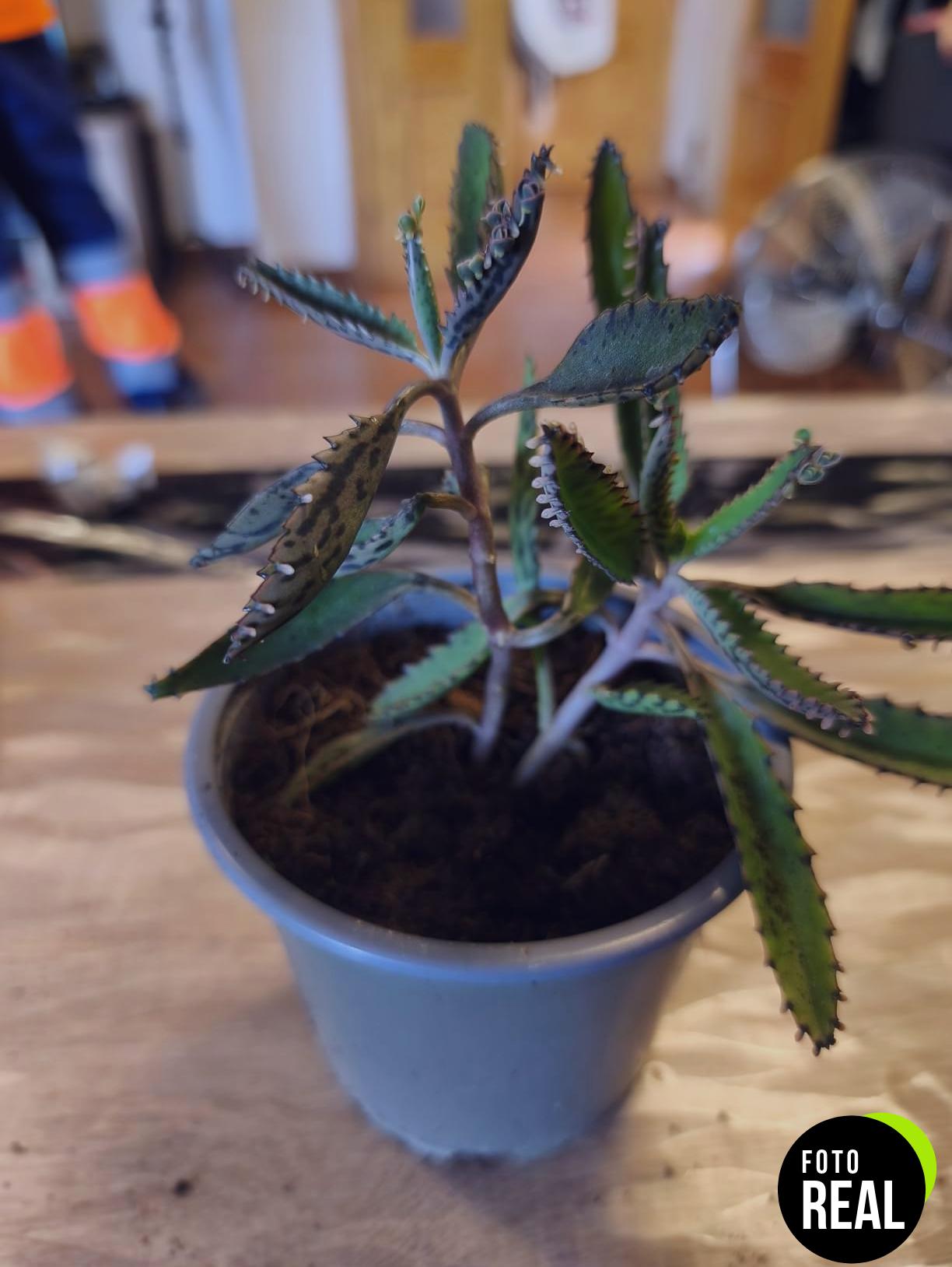 kalanchoe-daigremontiana-plantas-medicinales-l-foto-3