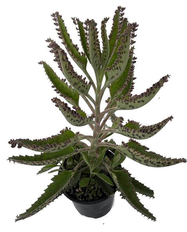 Kalanchoe Daigremontiana