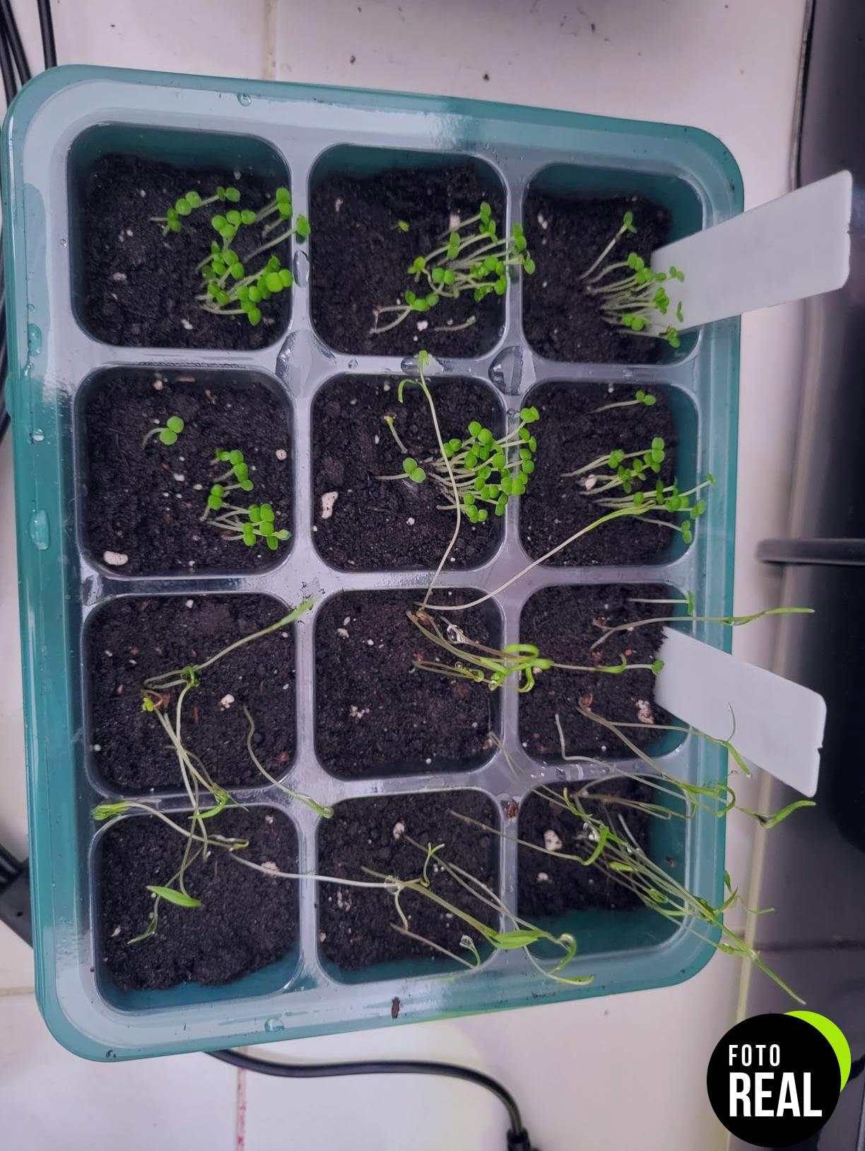 kit-semillas-hierbas-aromaticas-owngrown-12-variedades-foto-2