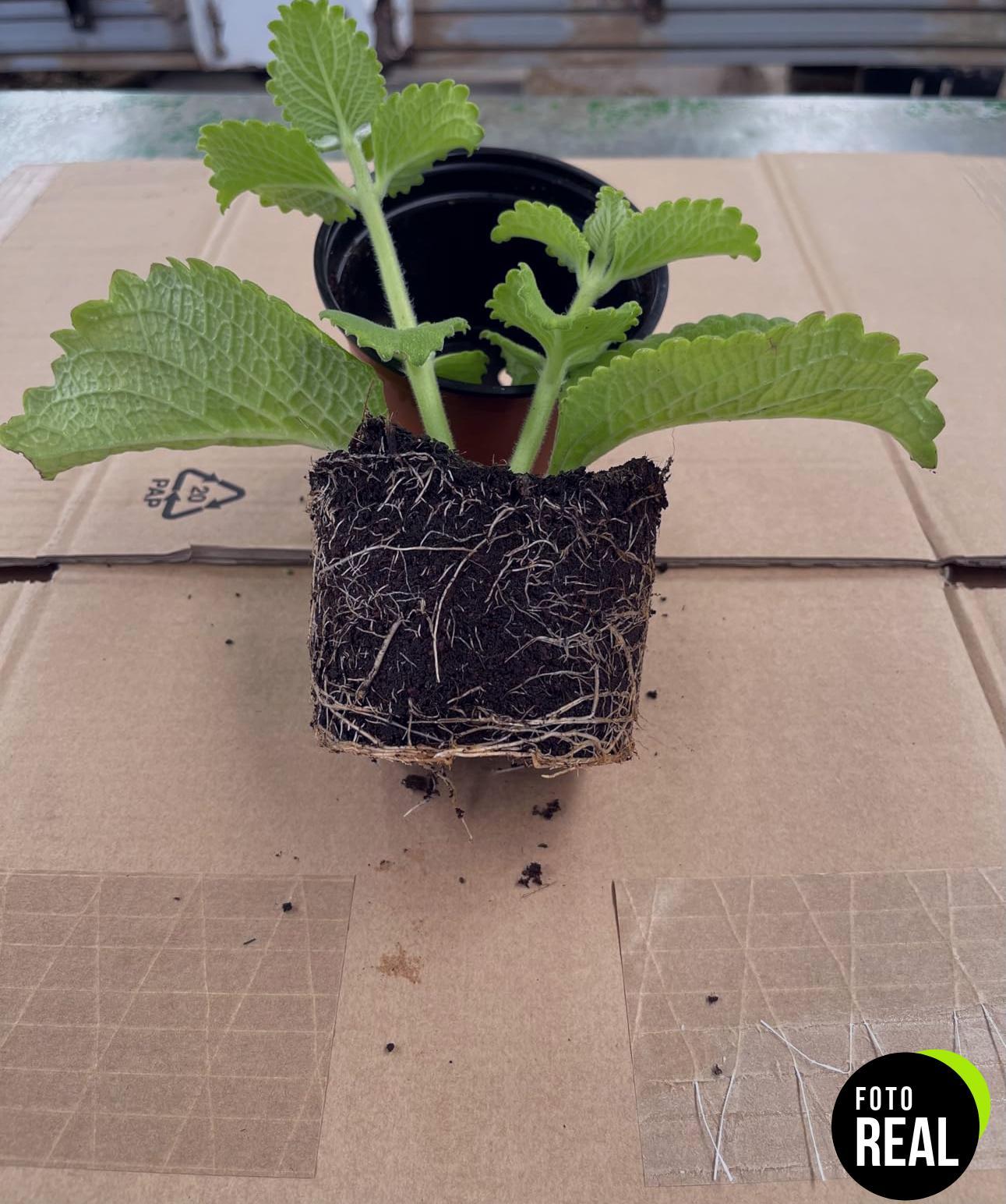 oregano-orejon-planta-maceta-foto-1