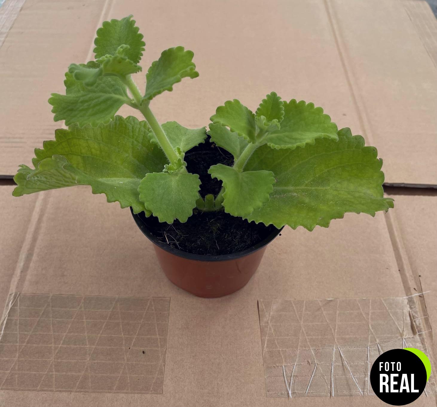 oregano-orejon-planta-maceta-foto-2
