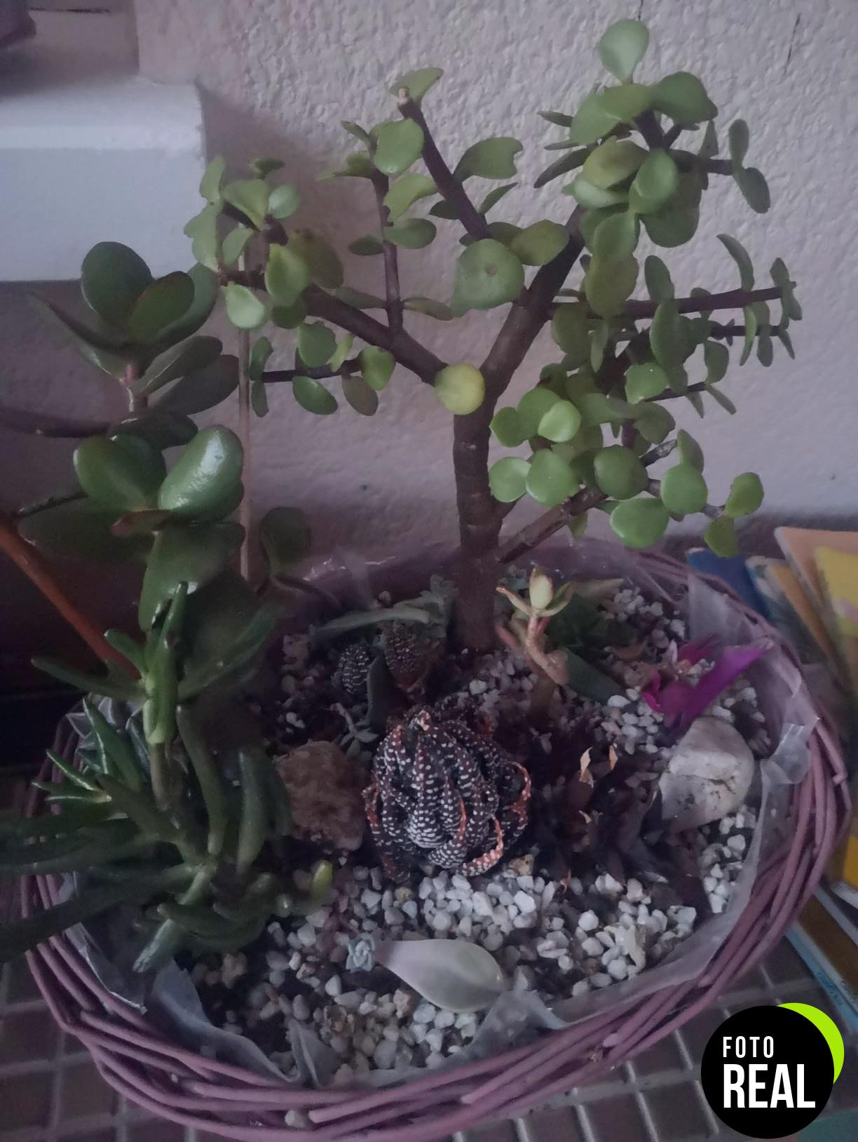 perlita-flower-5l-foto-2