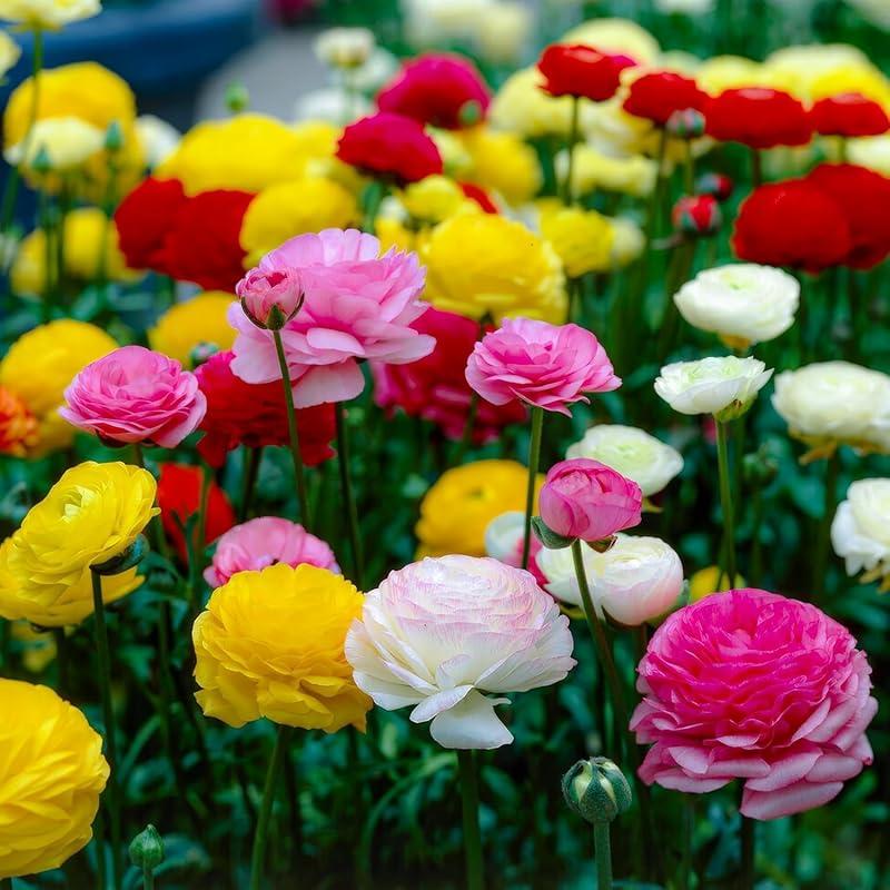 Mi opinión sobre la colección de Ranunculus mezcla 50 piezas.