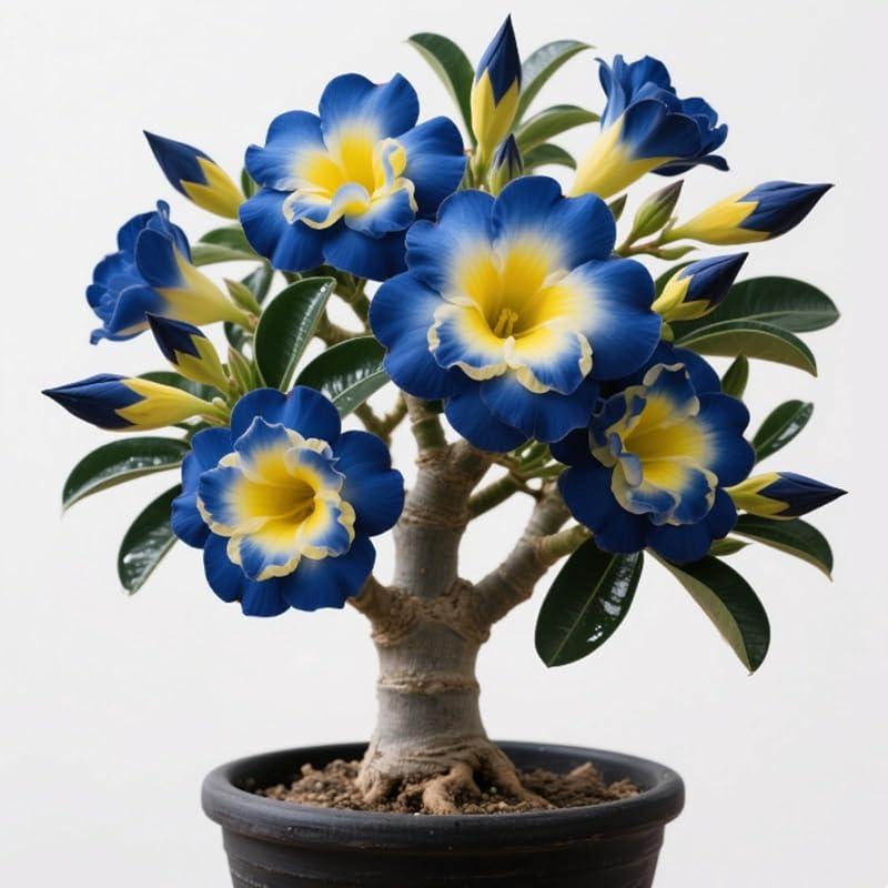 Mi opinión sobre el Rizoma Adenium Obesum Rosa del Desierto.