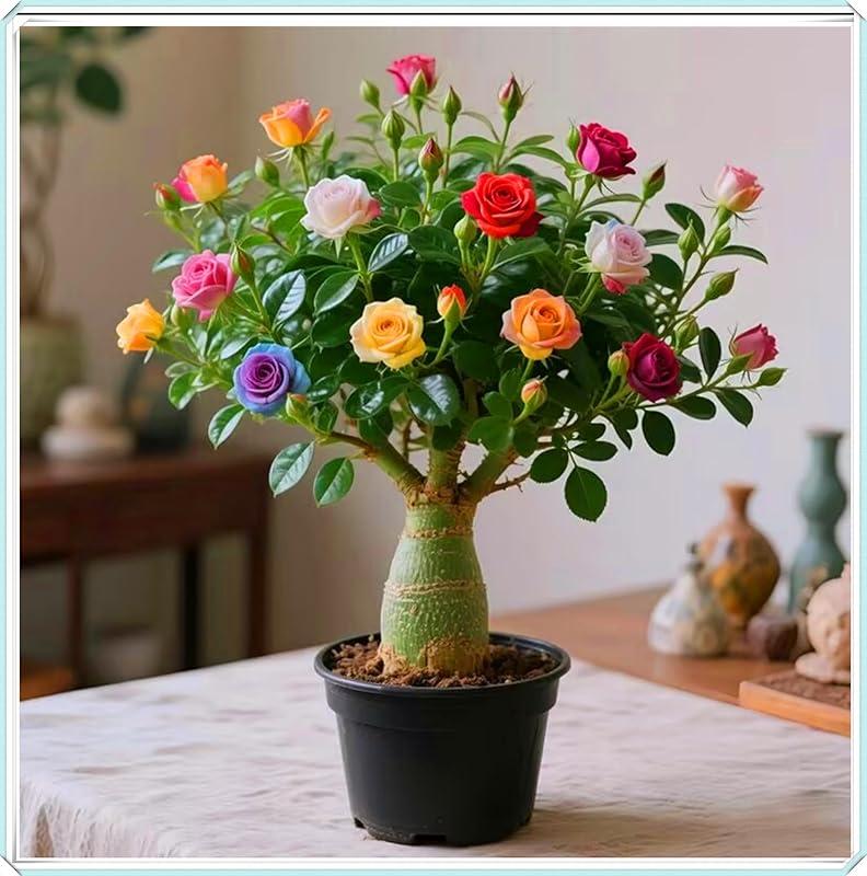 Mi opinión sobre los bulbos de rosa del desierto: ¡fáciles y hermosos!