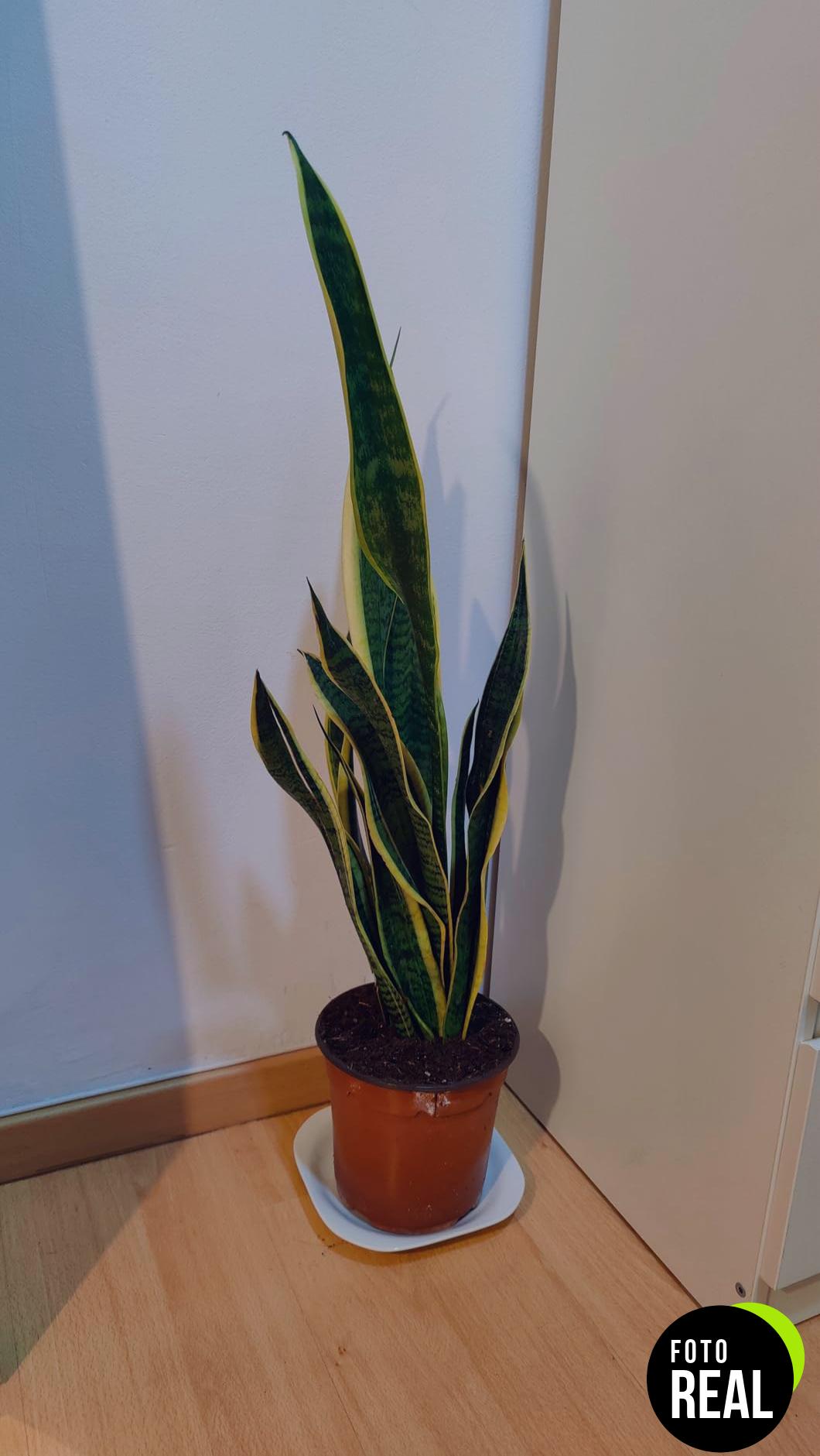 sansevieria-trifasciata-laurentii-plantas-lengua-de-suegra-65cm-l-foto-1