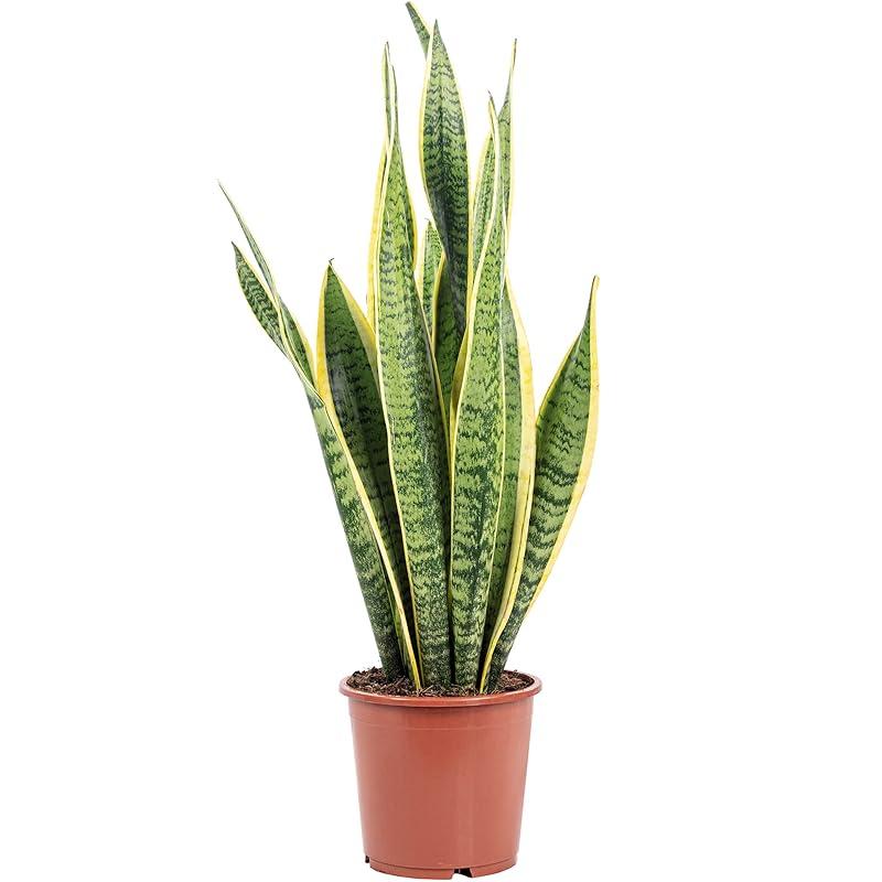 Mi experiencia con la planta lengua de suegra: ¿es tan fácil de cuidar?