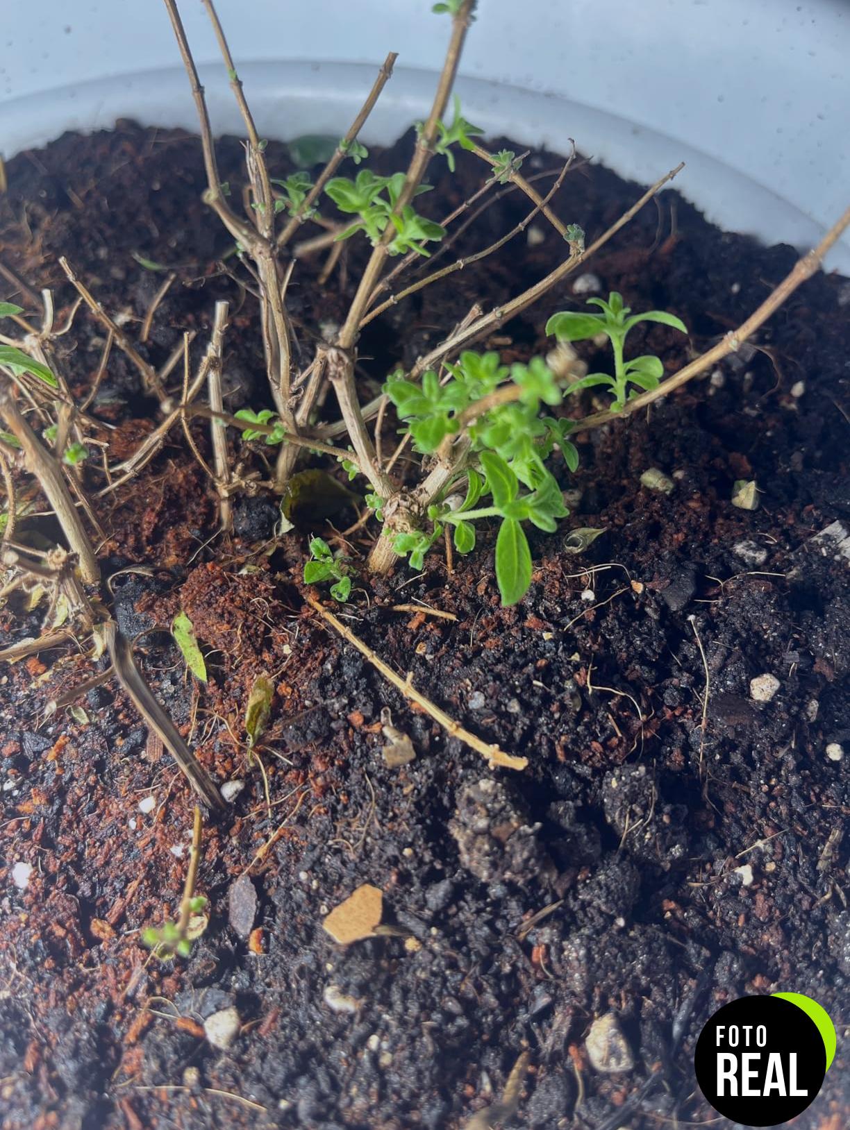 sansi-lampara-plantas-24w-led-foto-1