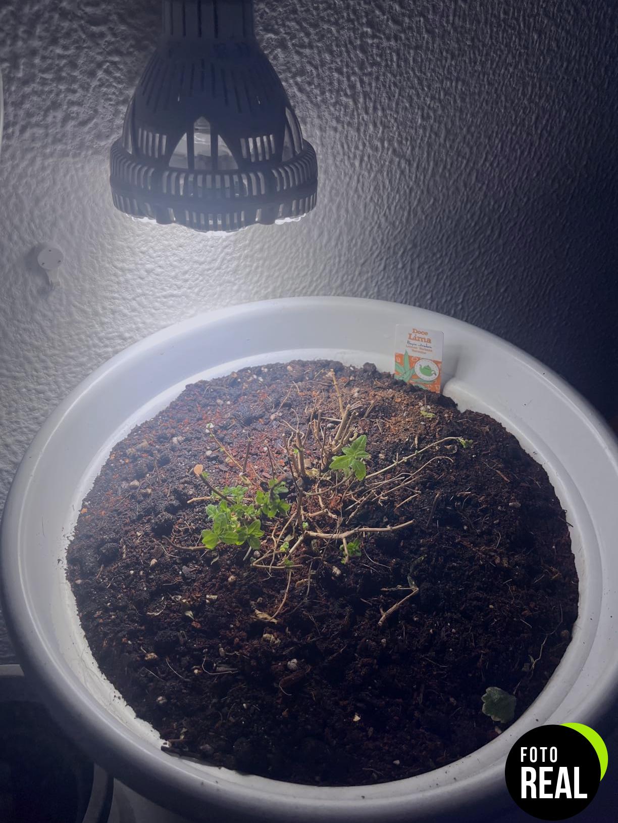 sansi-lampara-plantas-24w-led-foto-2