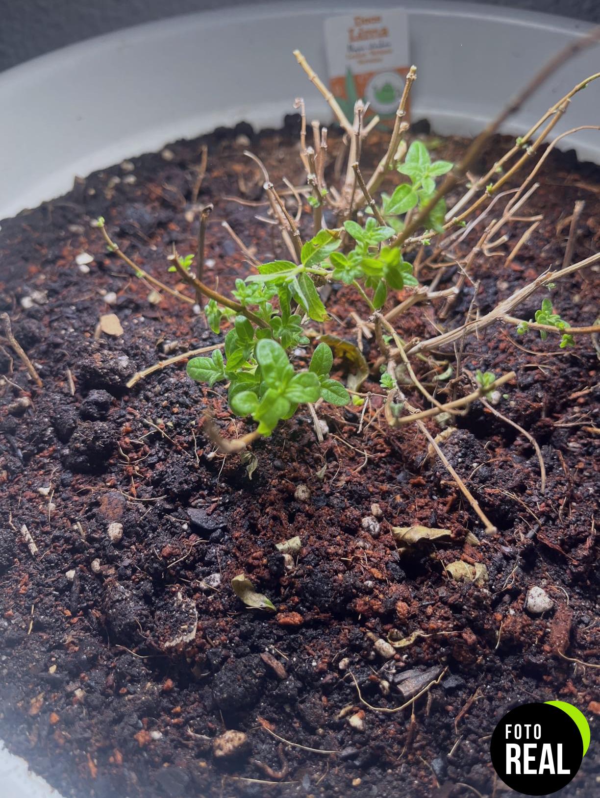 sansi-lampara-plantas-24w-led-foto-3