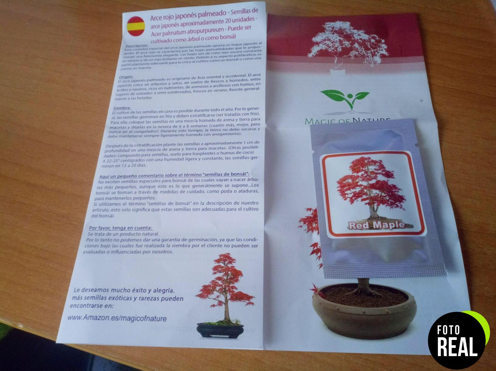 semillas-arce-japones-20-atropurpureum-foto-2