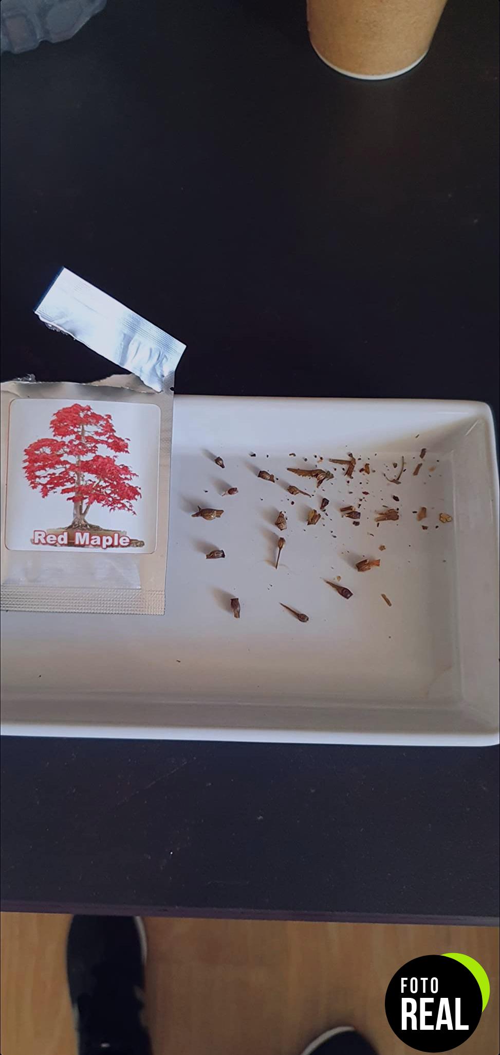 semillas-arce-japones-20-atropurpureum-foto-3