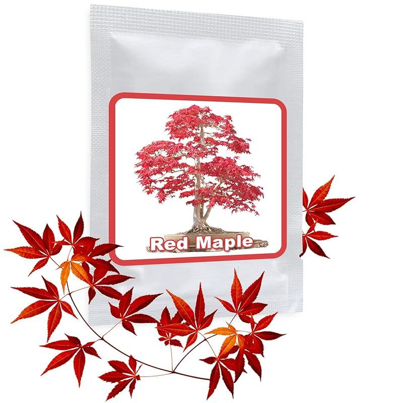 Mi opinión sobre las semillas de Arce Japonés rojo: ¿valen la pena?