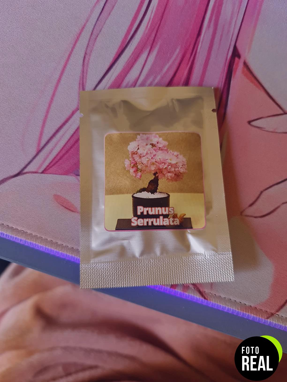 semillas-cerezo-sakura-10-foto-1