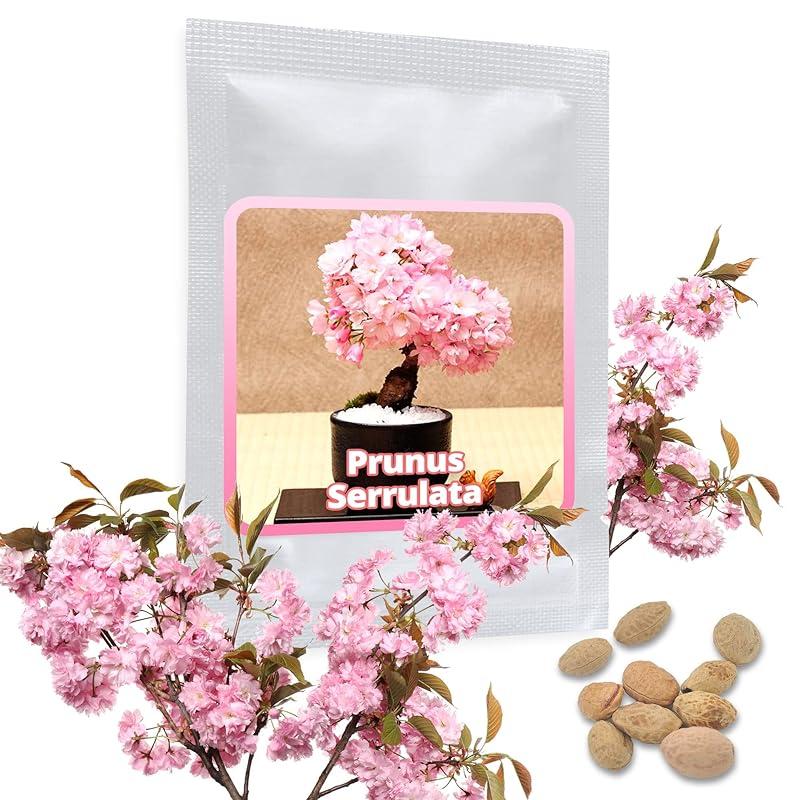 Mi experiencia con las semillas de cerezo Sakura: ¿valen la pena?