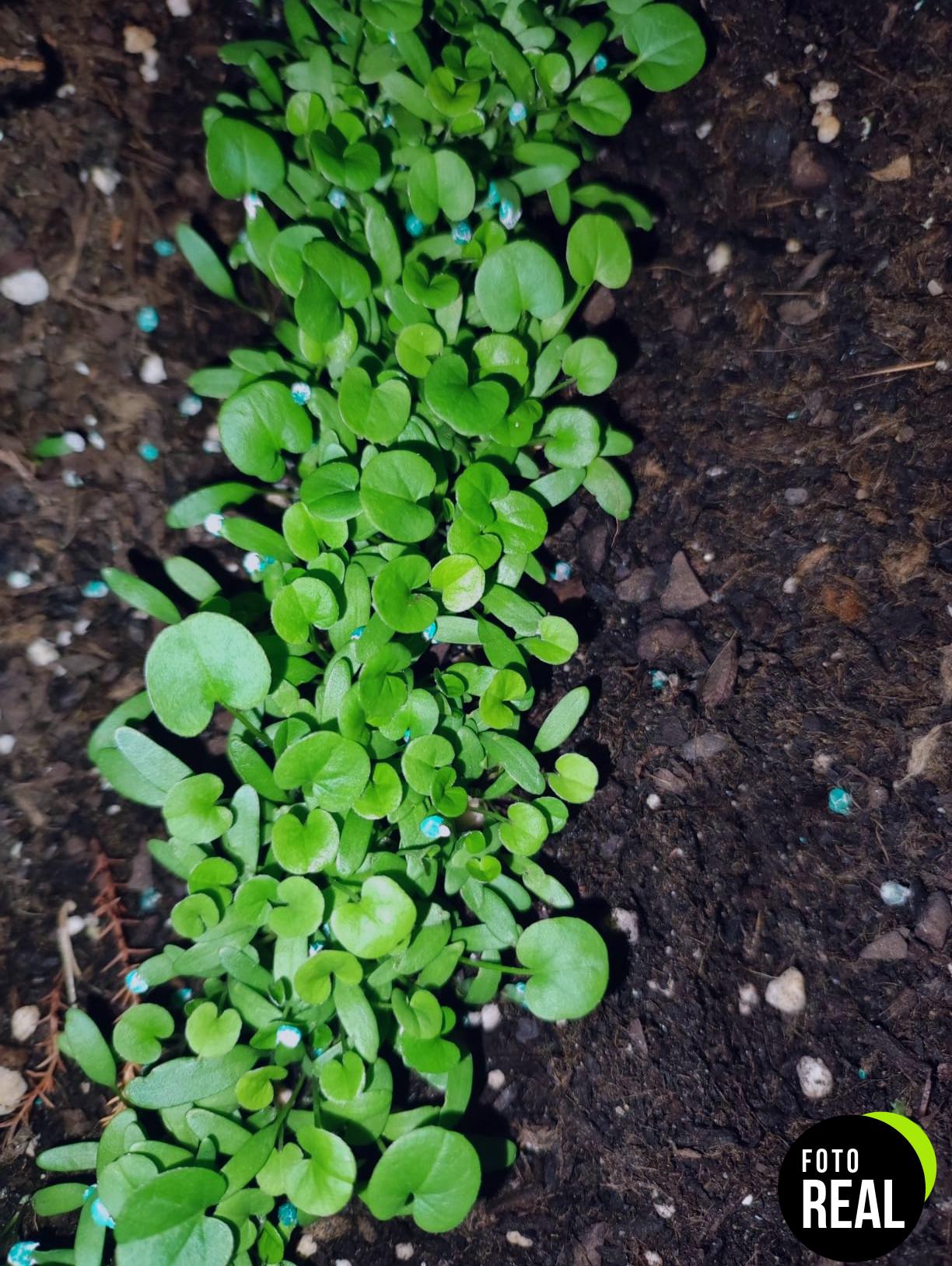 semillas-dichondra-20m2-lerava-foto-1