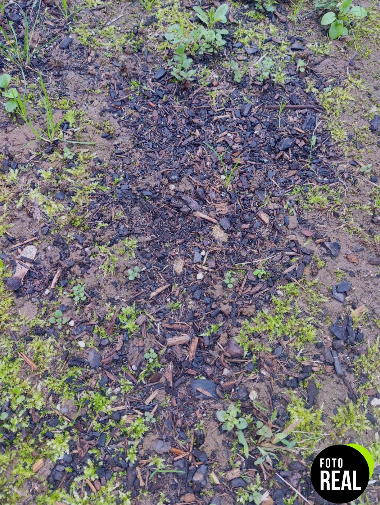 semillas-dichondra-20m2-lerava-foto-2