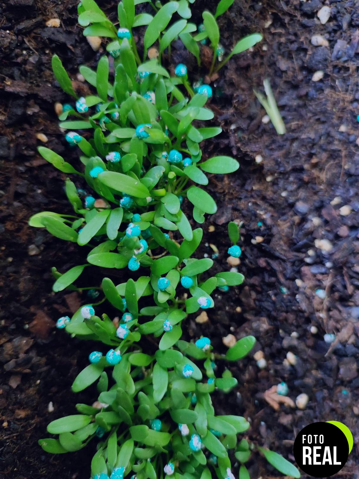semillas-dichondra-20m2-lerava-foto-3