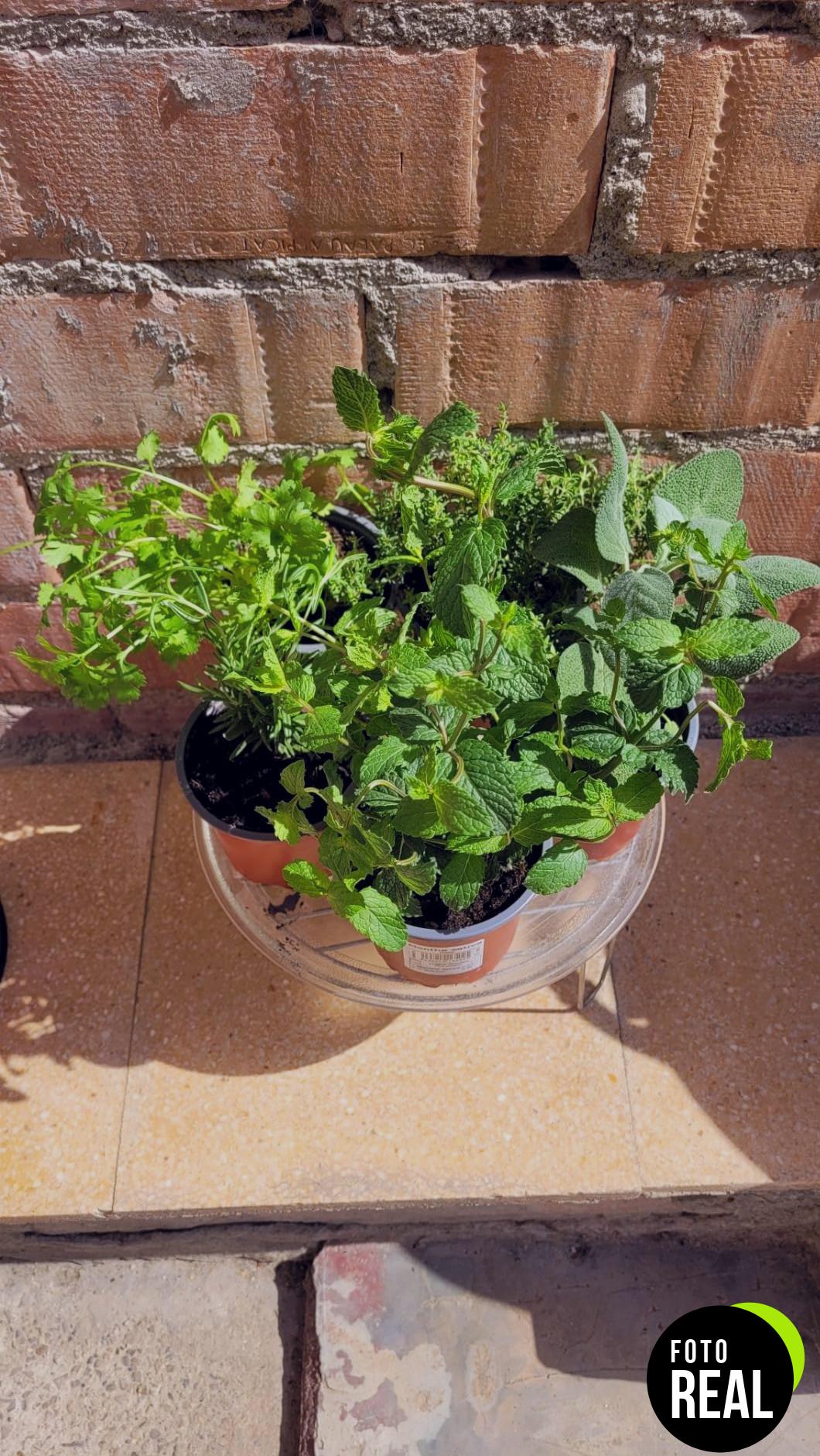 smply-pack-plantas-aromaticas-5-foto-1