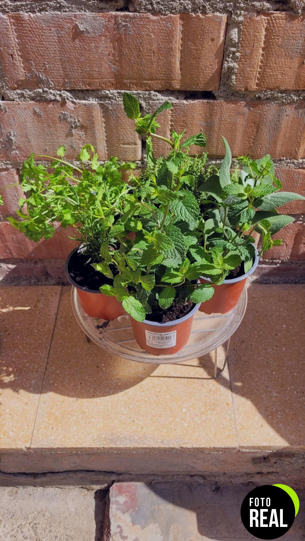 smply-pack-plantas-aromaticas-5-foto-3
