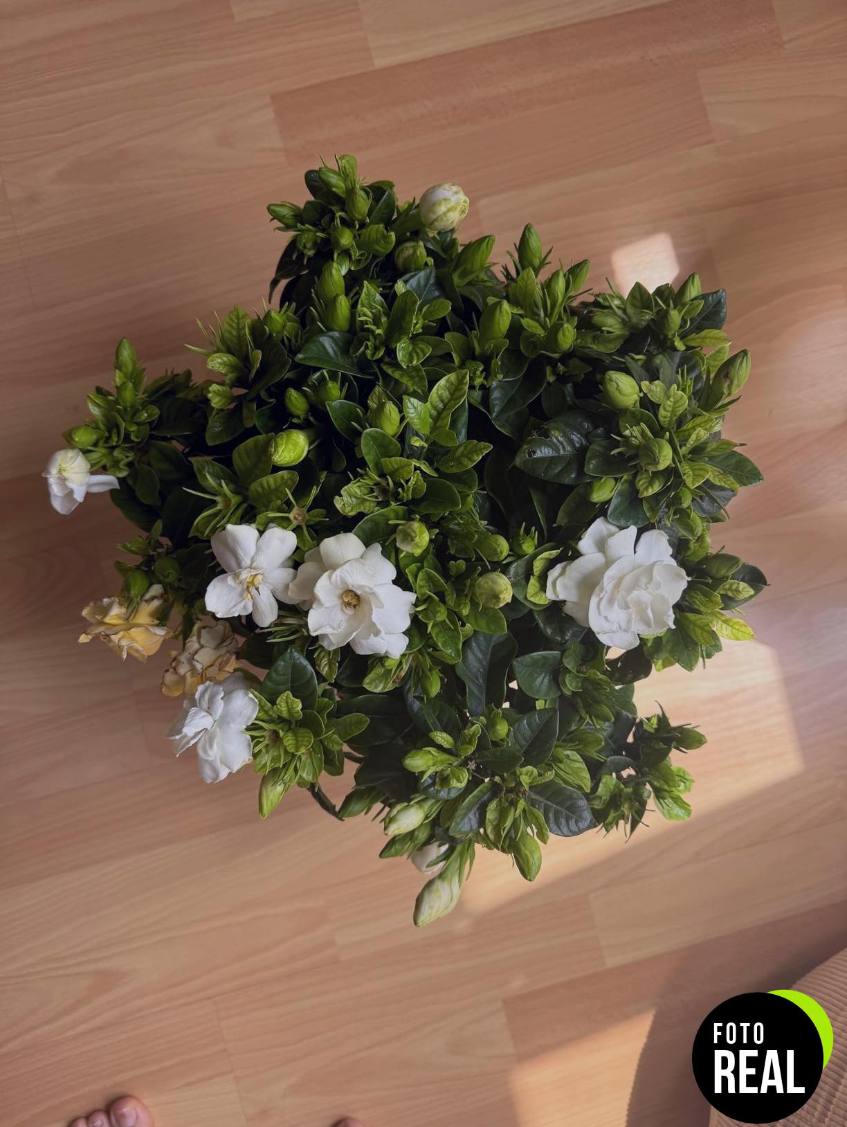 substrato-plantas-acidas-flower-5l-foto-3