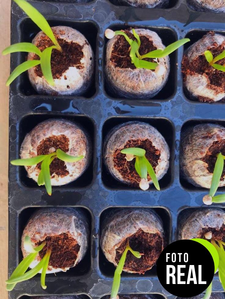 sustrato-coco-natural-terrario-9l-foto-2