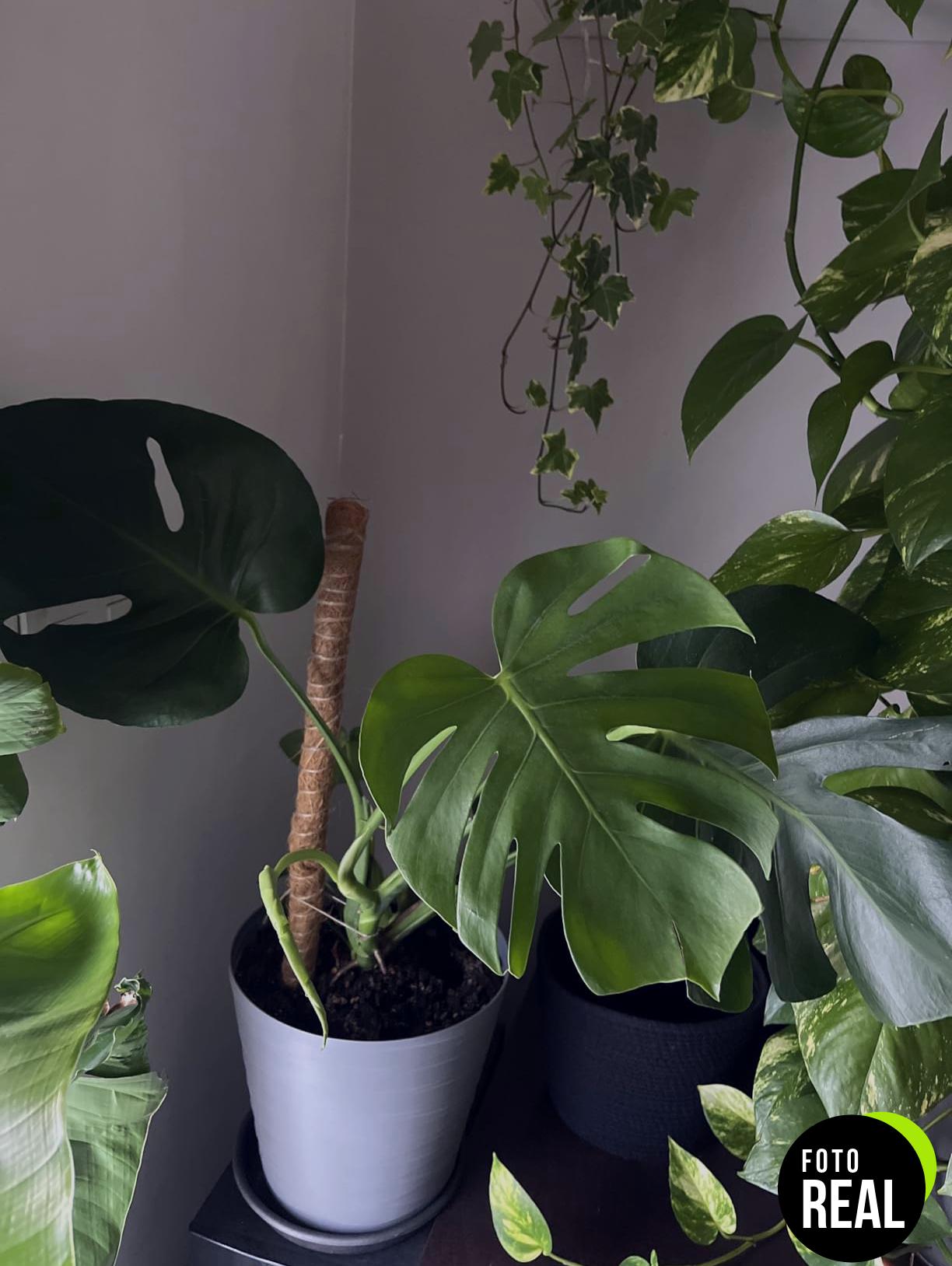 talifoca-soporte-plantas-60cm-2-piezas-foto-1