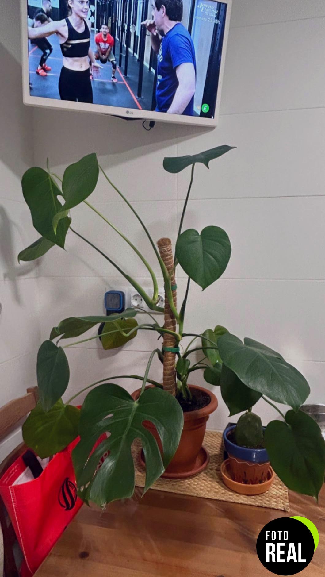 talifoca-soporte-plantas-60cm-2-piezas-foto-3