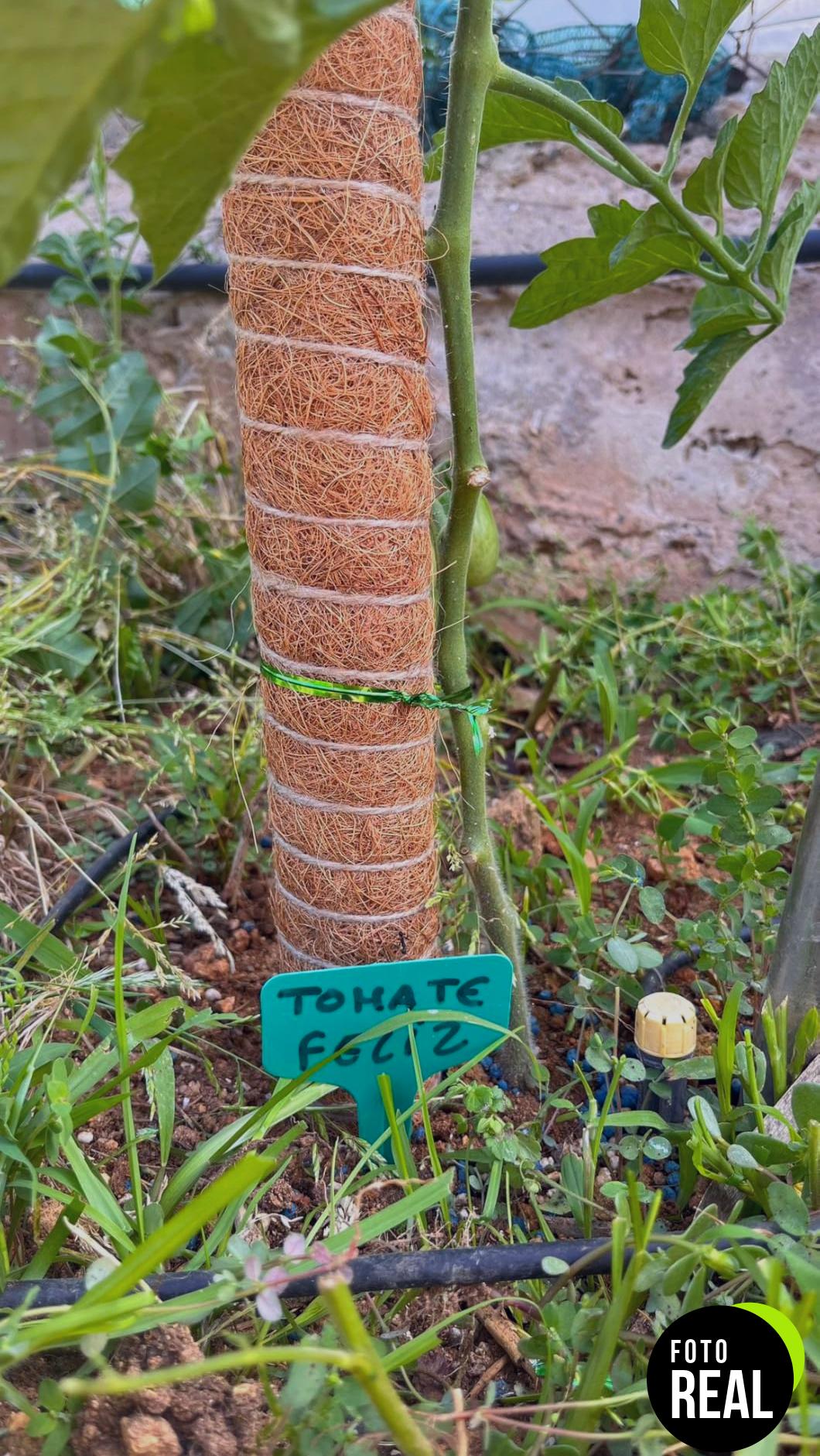tutores-plantas-coco-4-pcs-zzqvip-foto-2