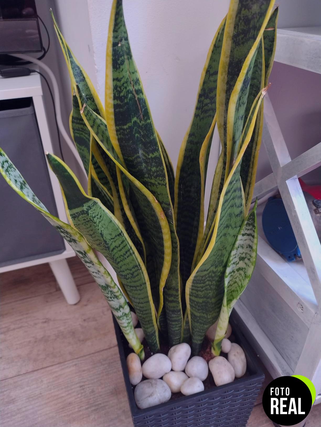 verdecora-lengua-de-suegra-sansevieria-17cm-l-foto-1