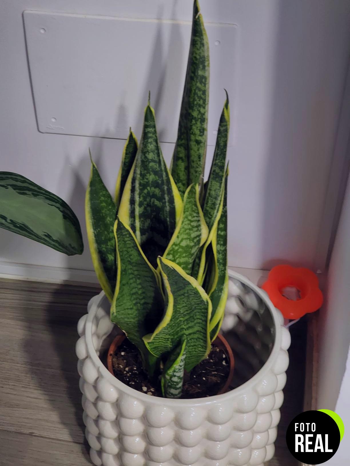 verdecora-lengua-de-suegra-sansevieria-17cm-l-foto-2