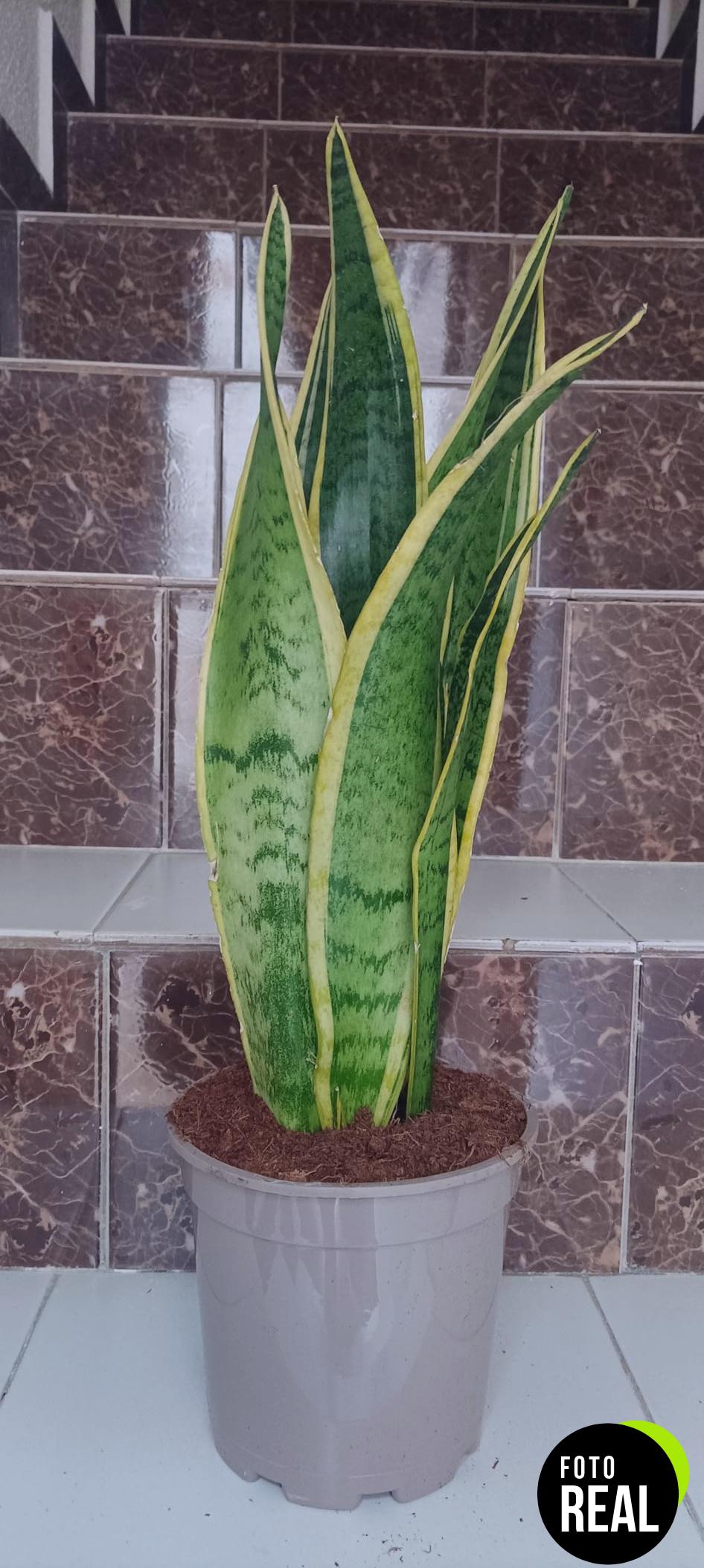 verdecora-lengua-de-suegra-sansevieria-17cm-l-foto-3