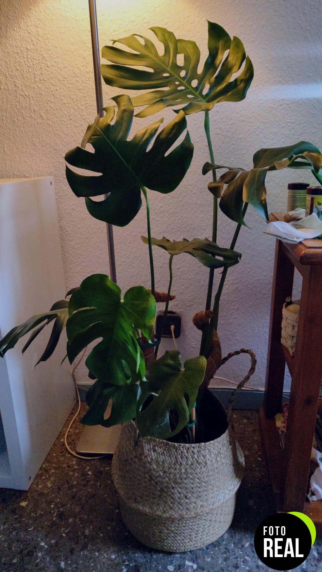 vicloon-soporte-plantas-musgo-2pcs-40cm-foto-3