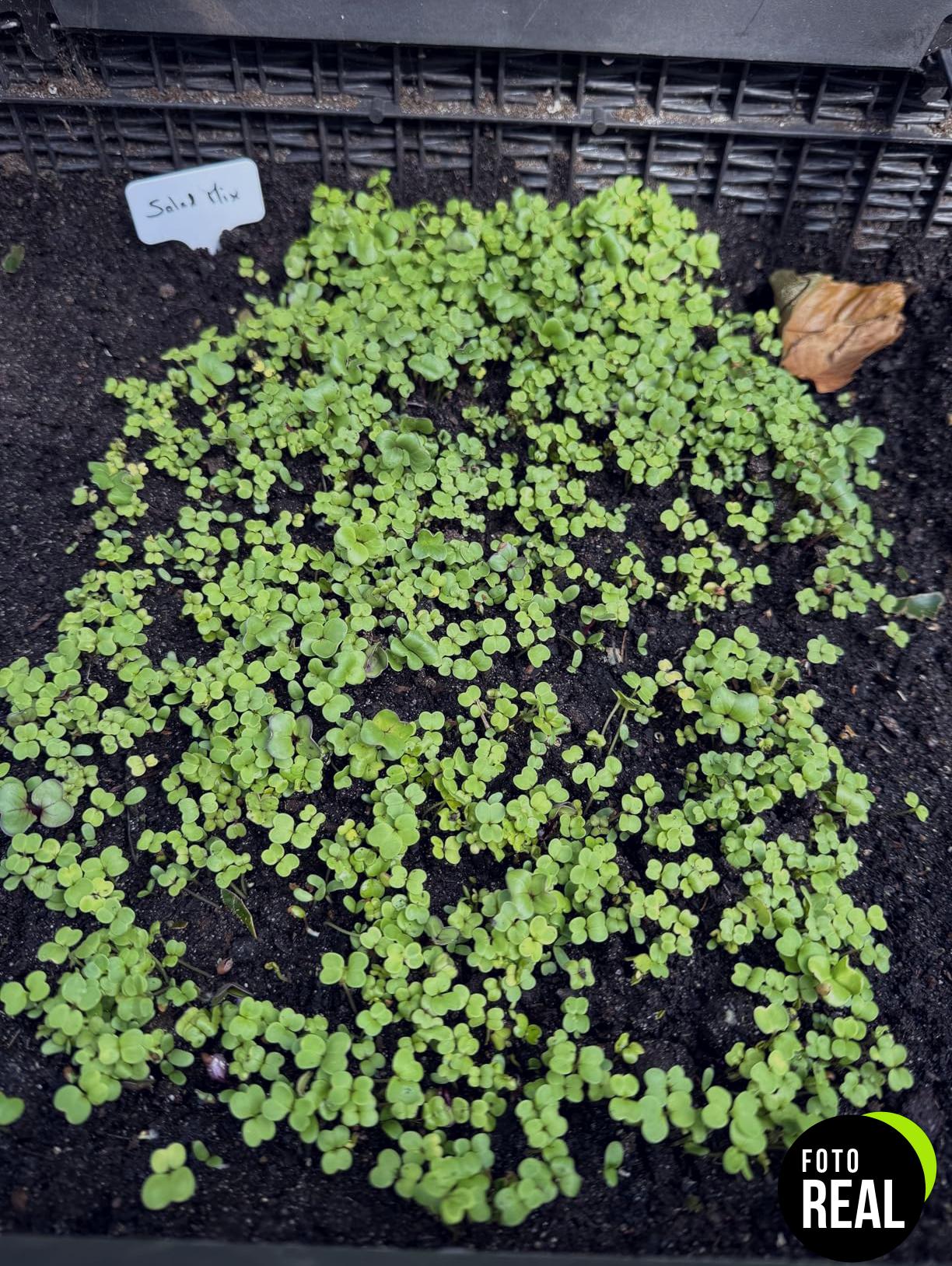 zengreens-semillas-hierbas-15-variedades-foto-1