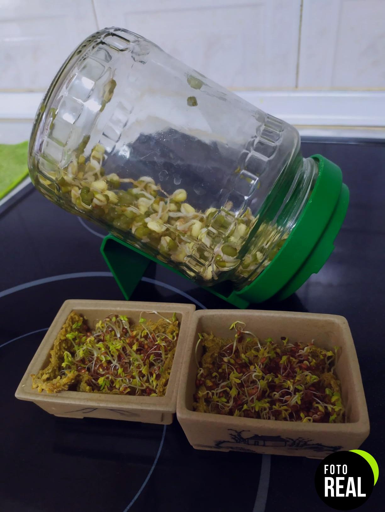 zengreens-semillas-hierbas-15-variedades-foto-2